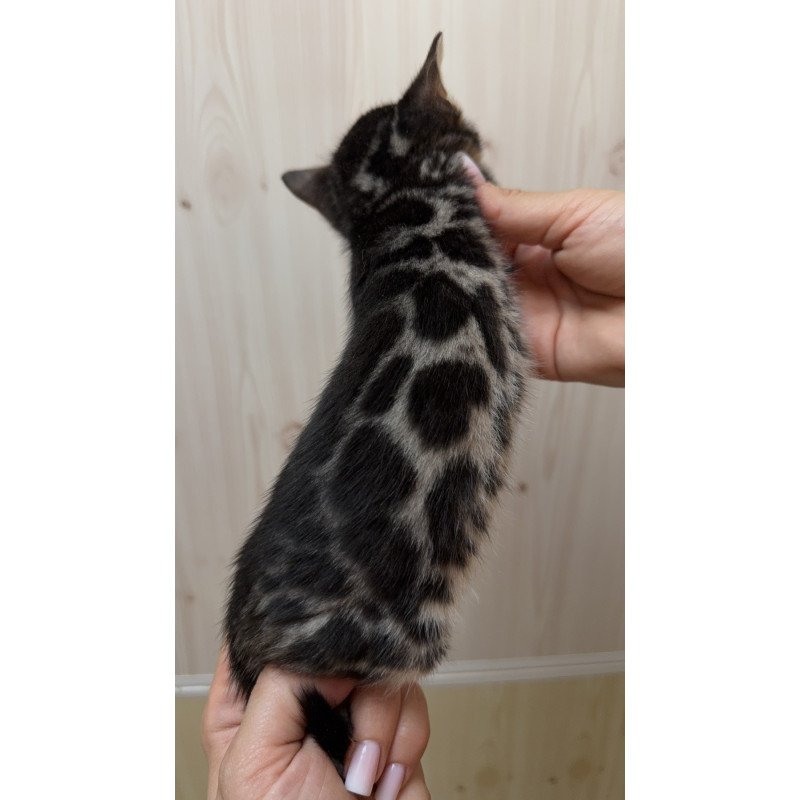 Bengal NOV Pretty