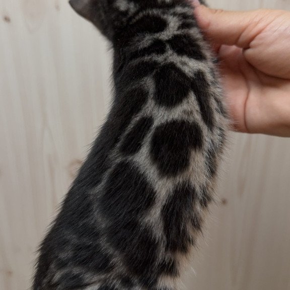 Bengal NOV Pretty