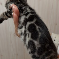 Bengal NOV Pretty