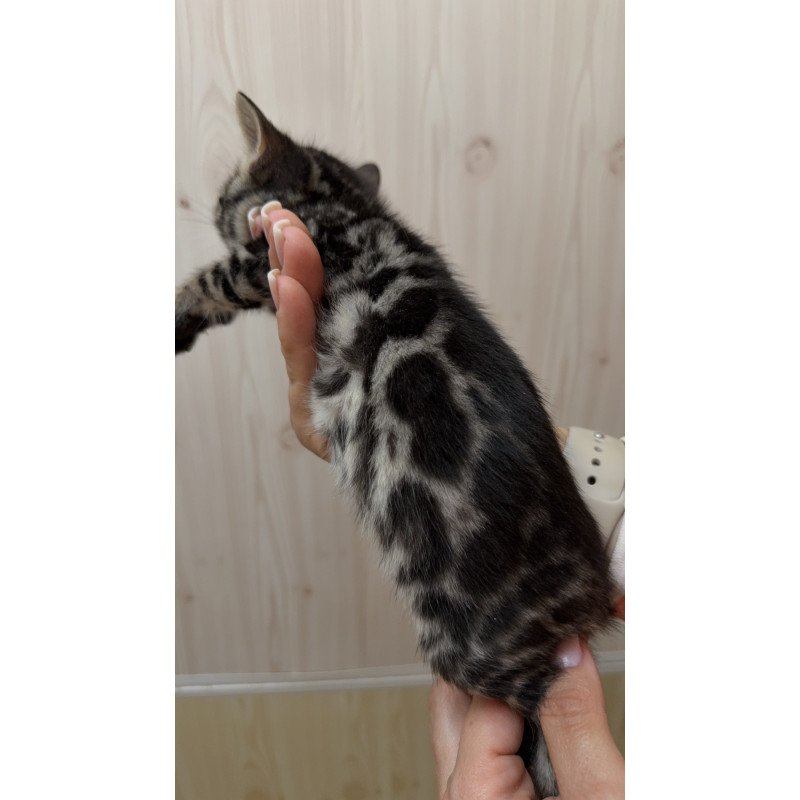 Bengal NOV Pretty