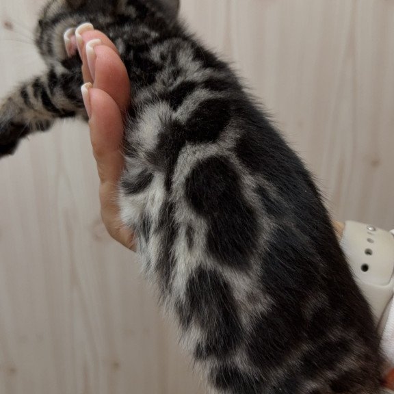 Bengal NOV Pretty