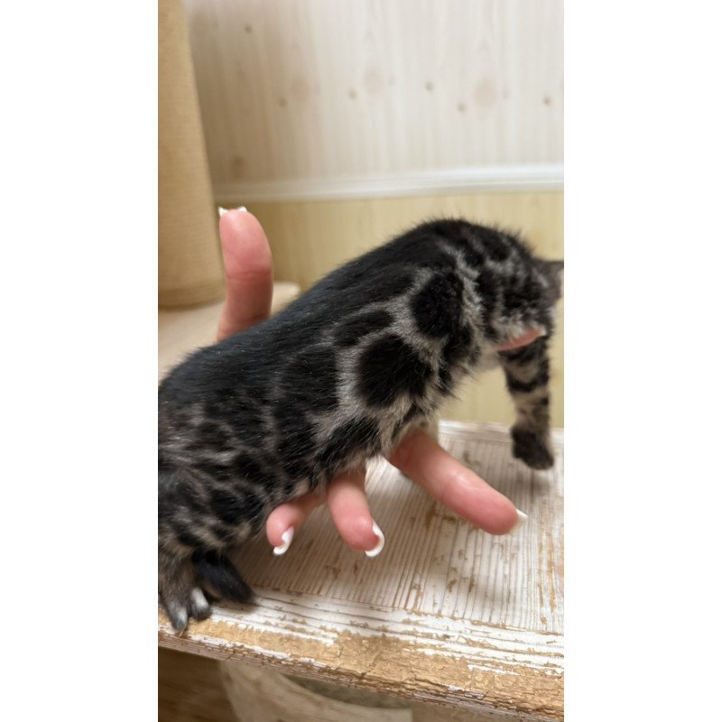 Bengal NOV Pretty