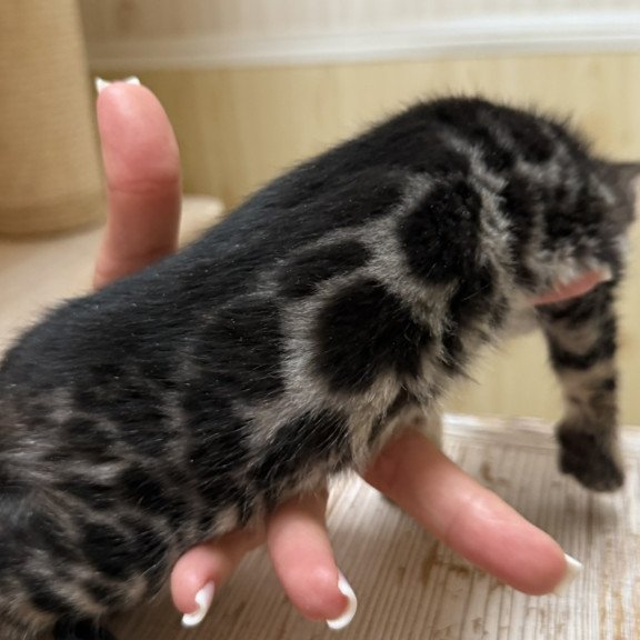 Bengal NOV Pretty