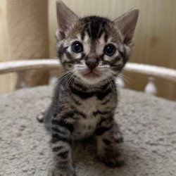 Bengal NOV Pretty