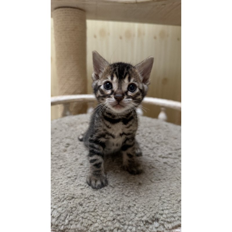 Bengal NOV Pretty