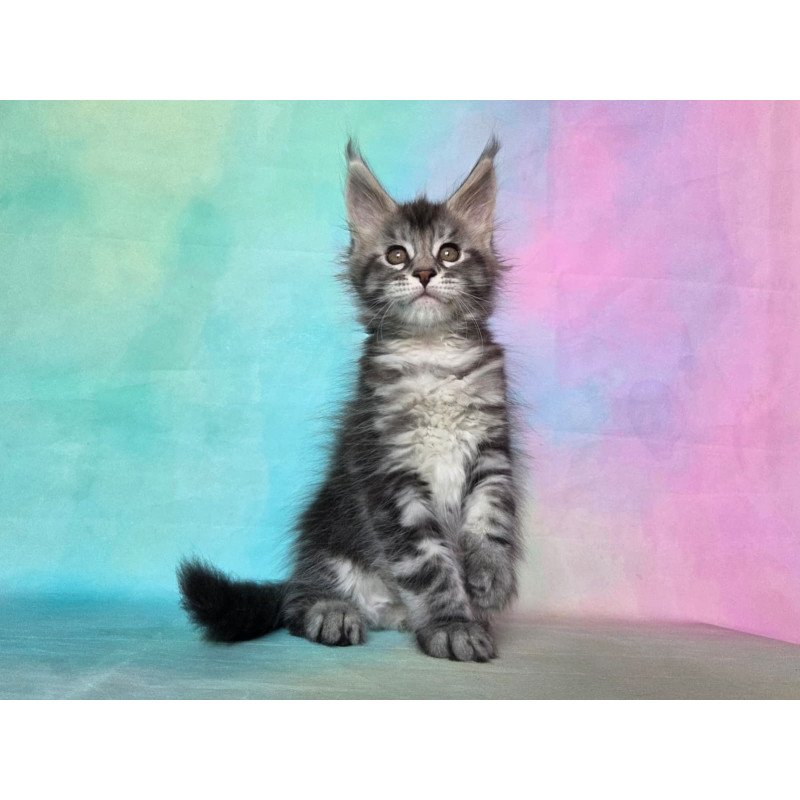 Maine Coon NOV Quail