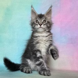 Maine Coon NOV Quail