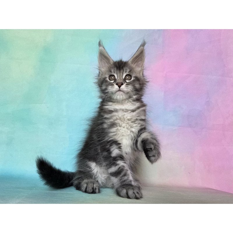 Maine Coon NOV Quail