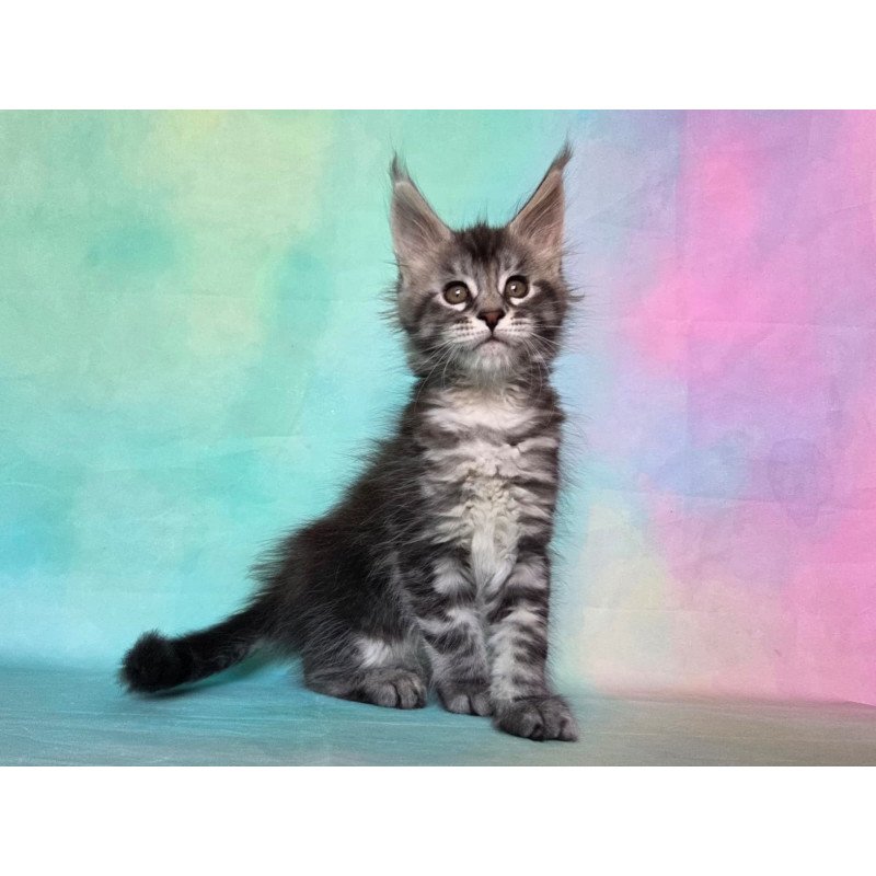Maine Coon NOV Quail