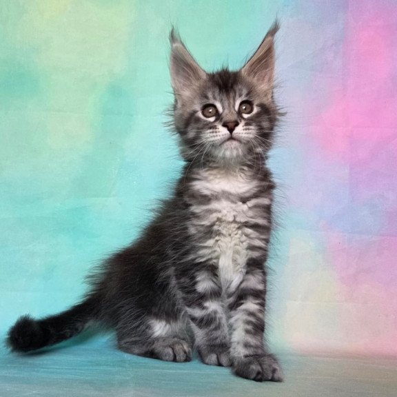 Maine Coon NOV Quail