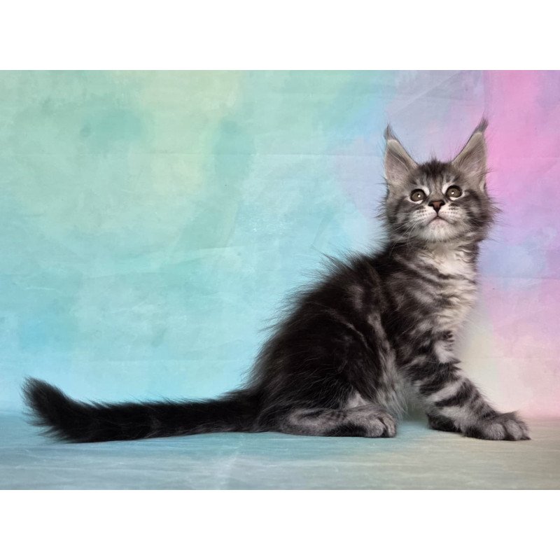Maine Coon NOV Quail