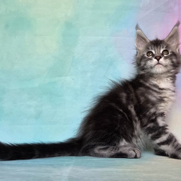 Maine Coon NOV Quail