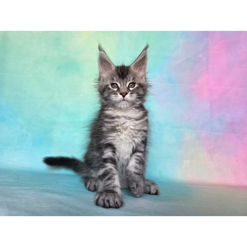 Maine Coon NOV Quail