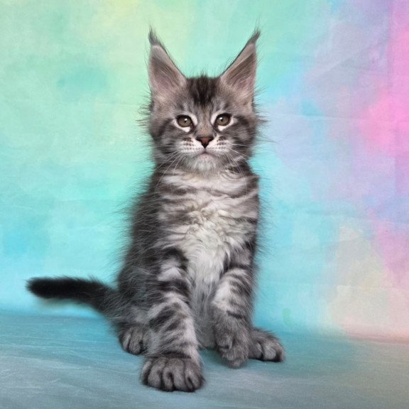 Maine Coon NOV Quail