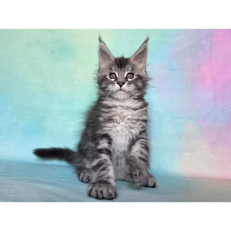 Maine Coon NOV Quail