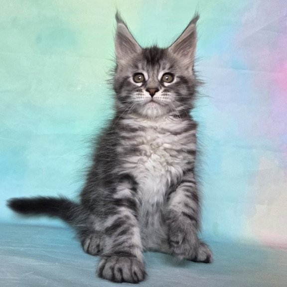 Maine Coon NOV Quail