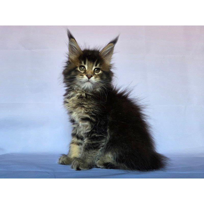 Maine Coon NOV Quokka