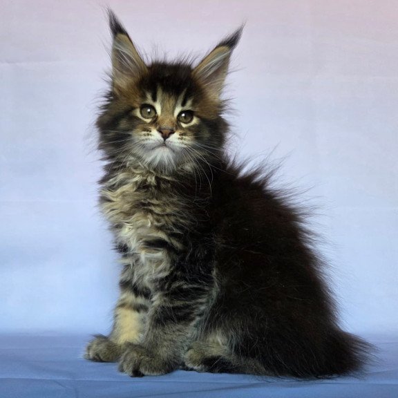 Maine Coon NOV Quokka