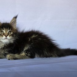 Maine Coon NOV Quokka
