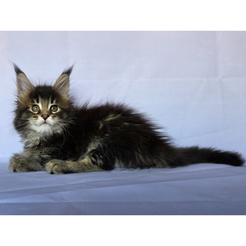 Maine Coon NOV Quokka