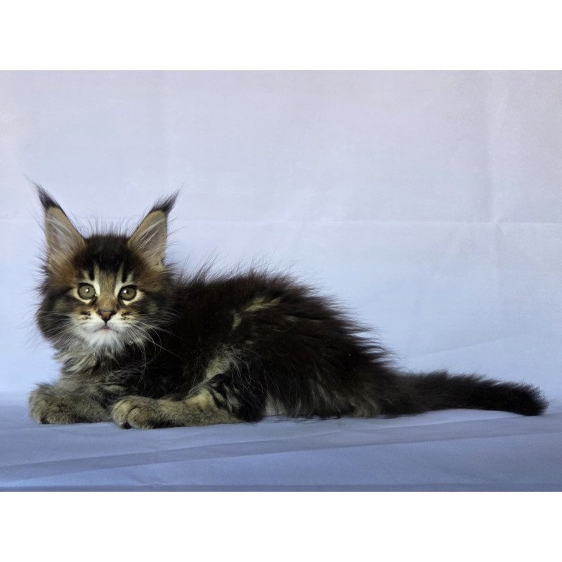 Maine Coon NOV Quokka