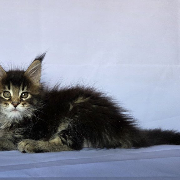 Maine Coon NOV Quokka