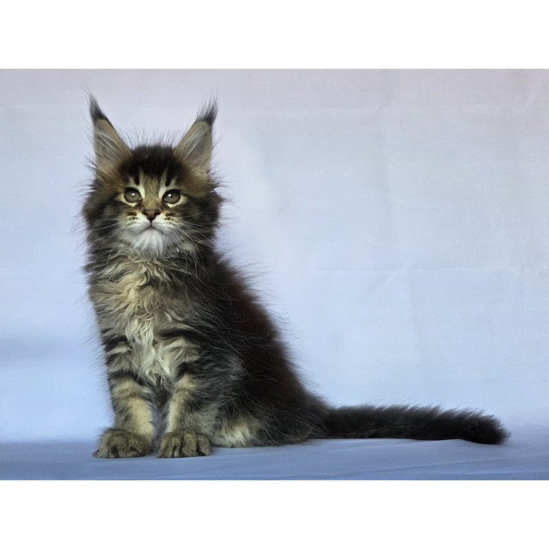 Maine Coon NOV Quokka