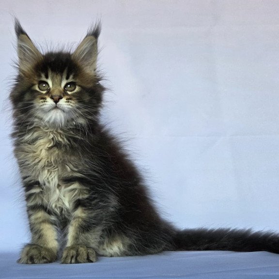 Maine Coon NOV Quokka
