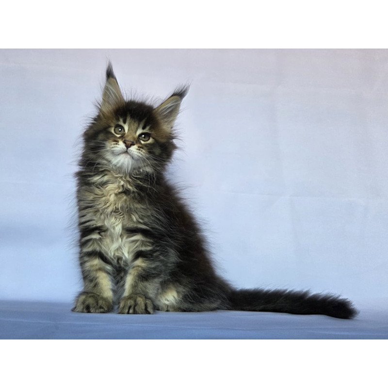 Maine Coon NOV Quokka