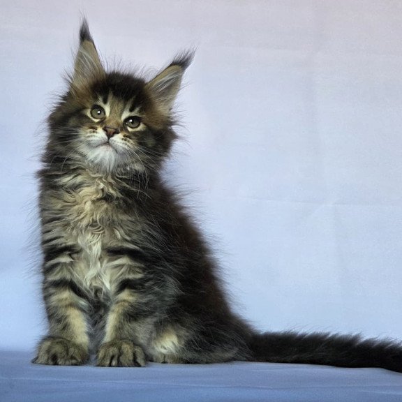 Maine Coon NOV Quokka