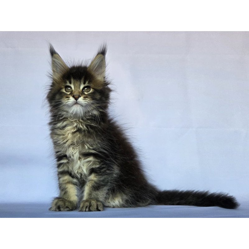 Maine Coon NOV Quokka
