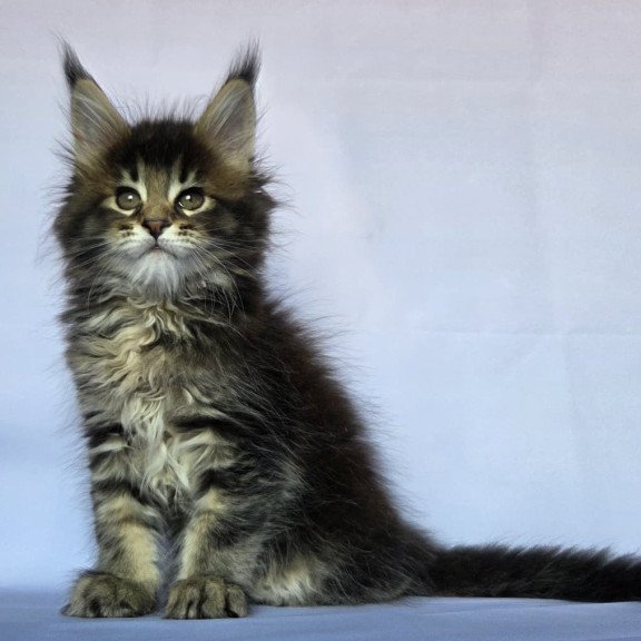Maine Coon NOV Quokka