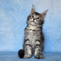Maine Coon NOV Quetzal