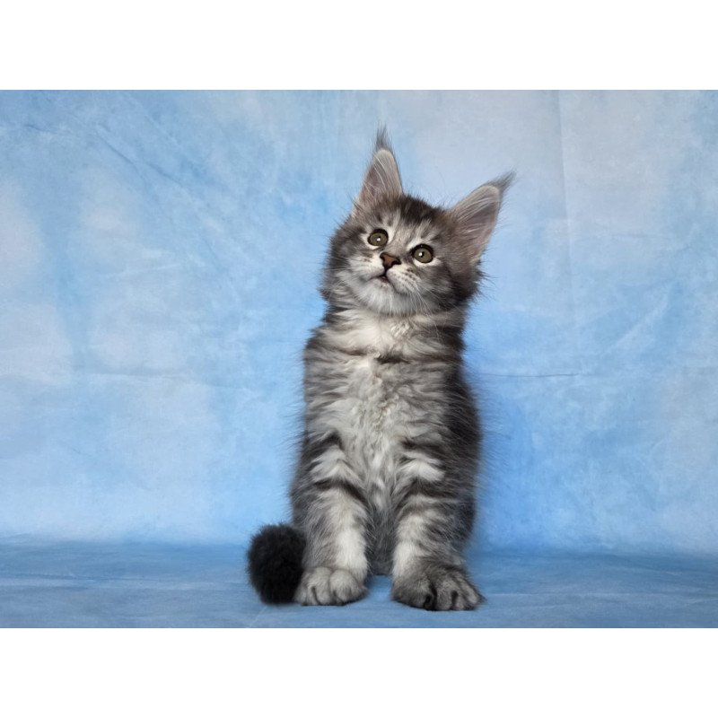 Maine Coon NOV Quetzal