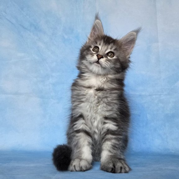 Maine Coon NOV Quetzal