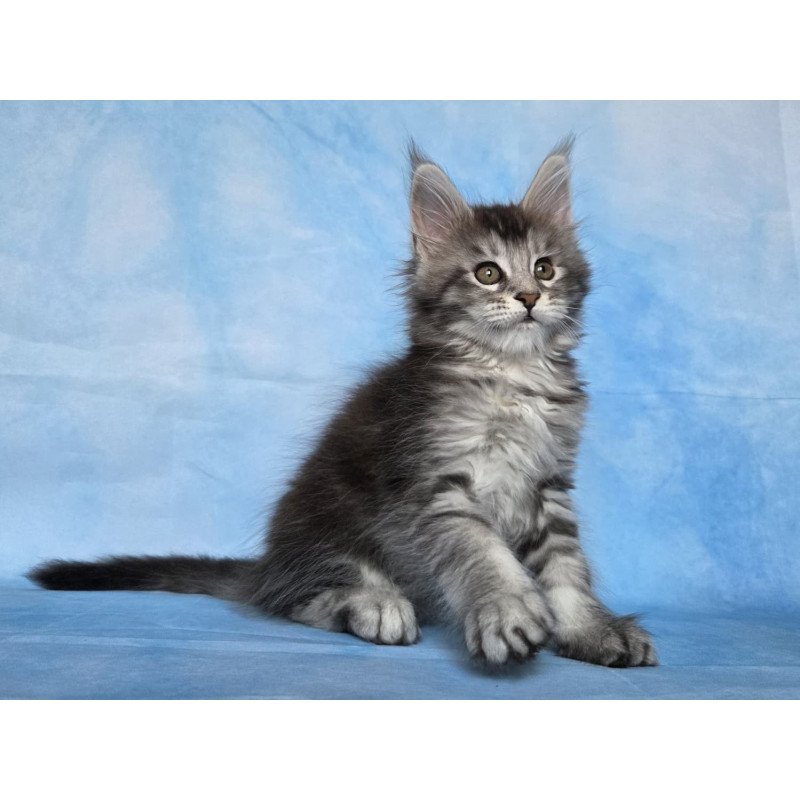 Maine Coon NOV Quetzal