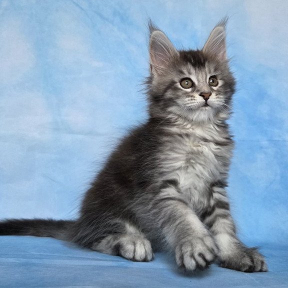 Maine Coon NOV Quetzal
