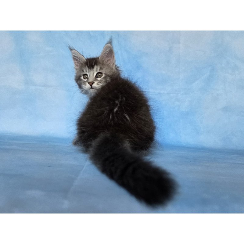 Maine Coon NOV Quetzal