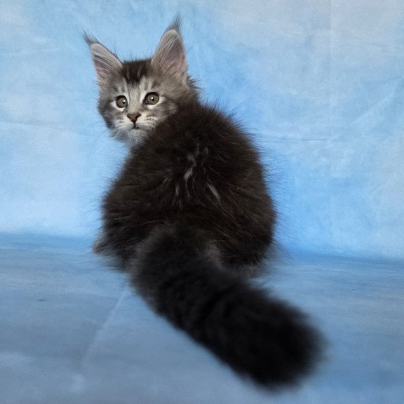 Maine Coon NOV Quetzal