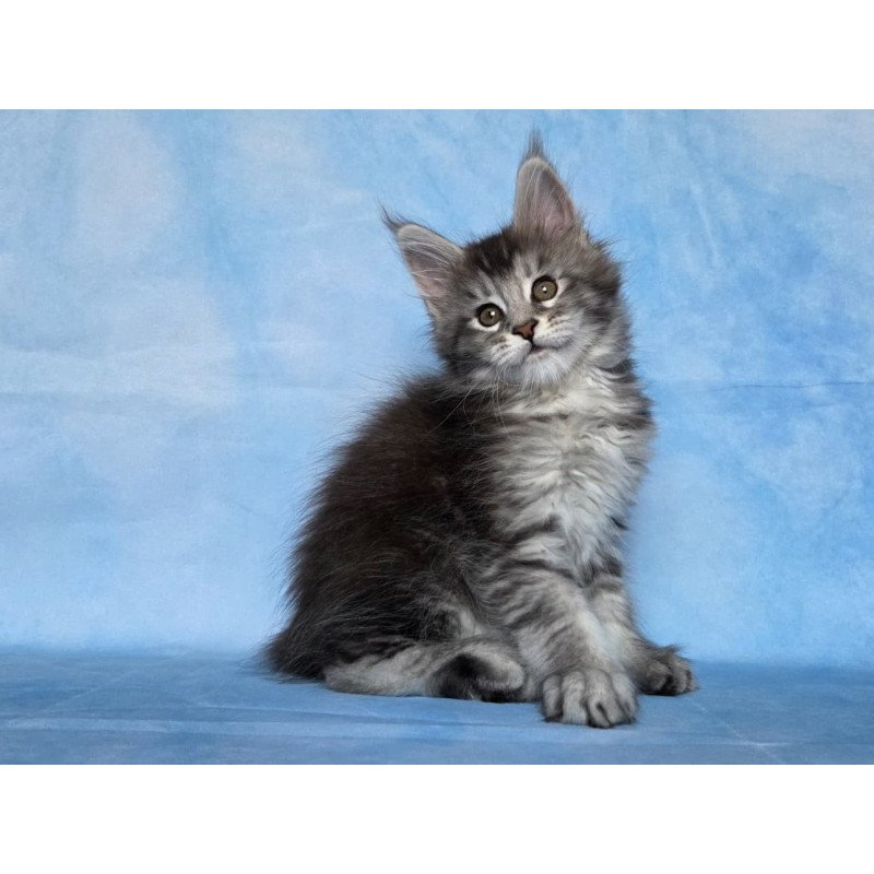 Maine Coon NOV Quetzal