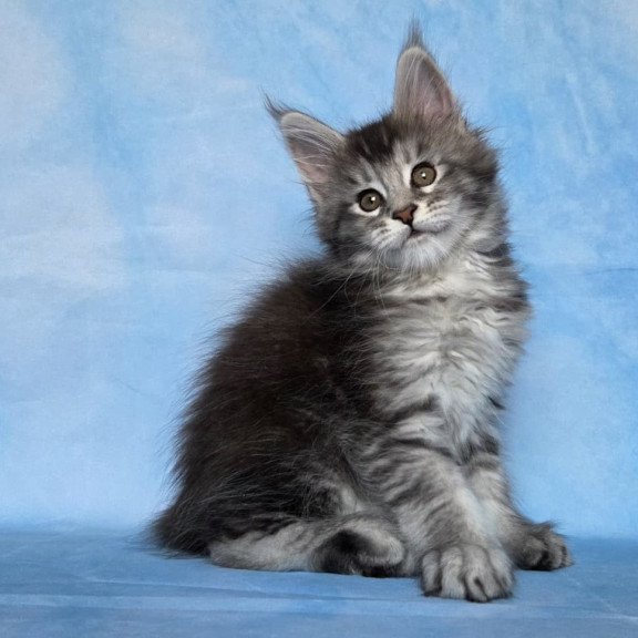 Maine Coon NOV Quetzal