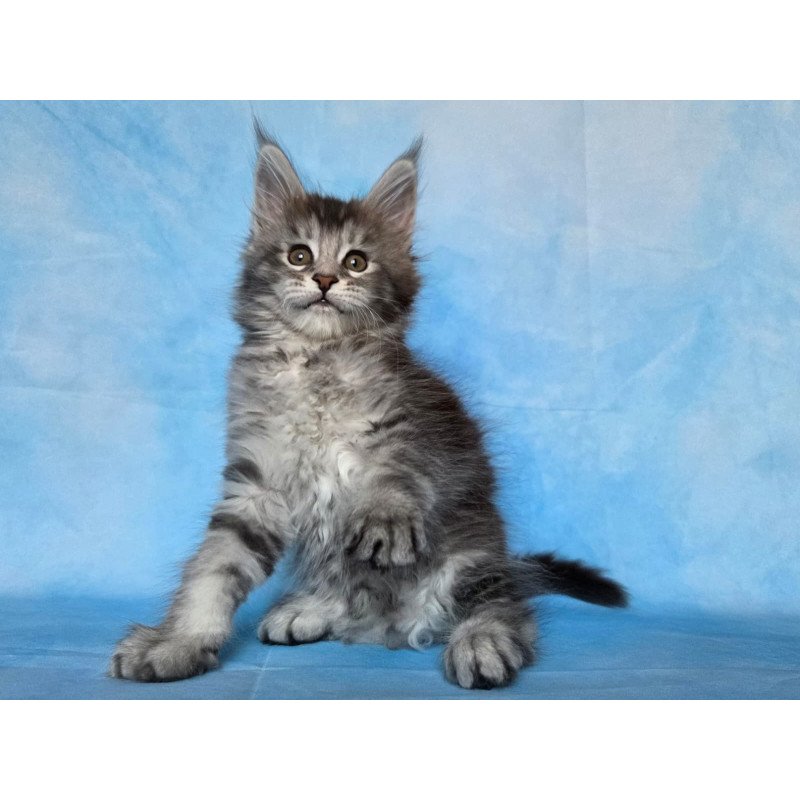 Maine Coon NOV Quetzal