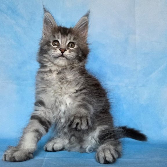 Maine Coon NOV Quetzal