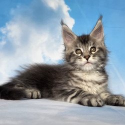 Maine Coon NOV Quelea