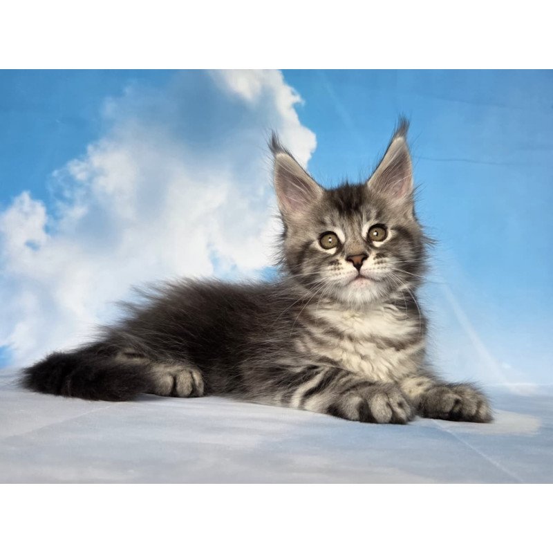 Maine Coon NOV Quelea