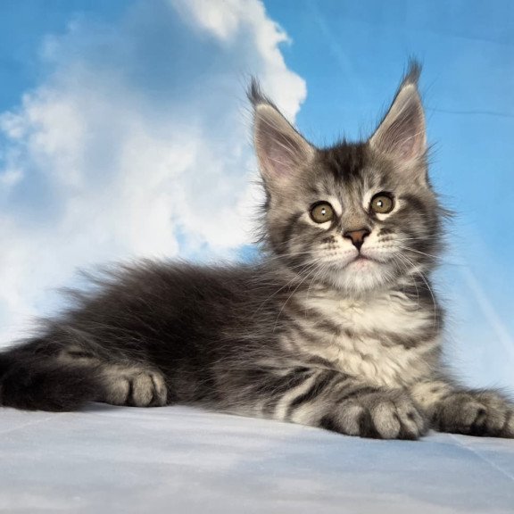 Maine Coon NOV Quelea