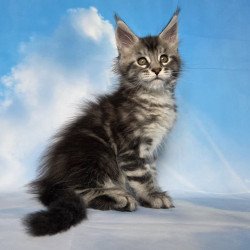 Maine Coon NOV Quelea