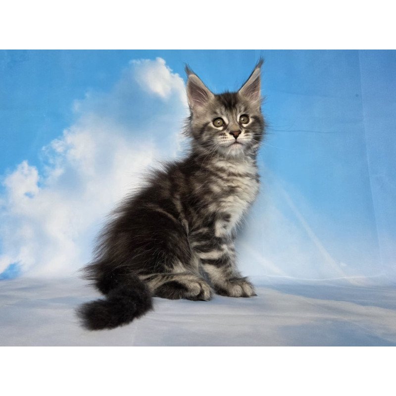 Maine Coon NOV Quelea