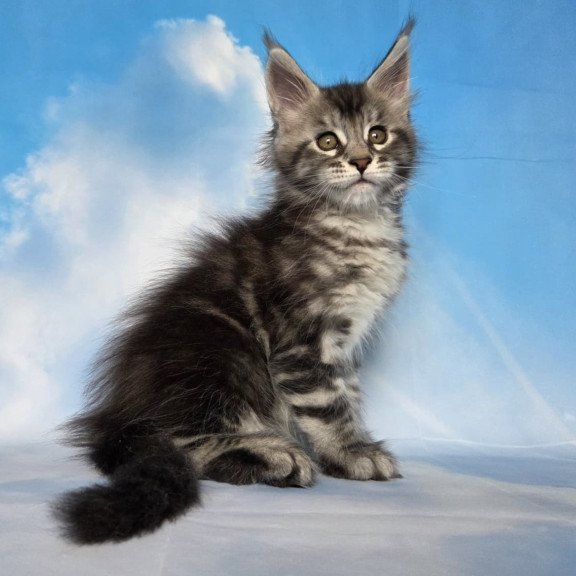 Maine Coon NOV Quelea