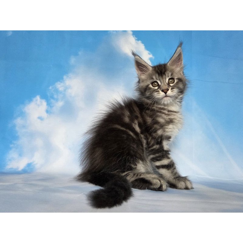 Maine Coon NOV Quelea